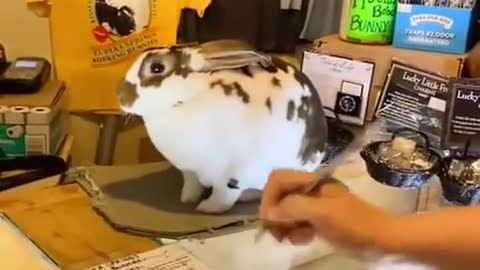 Even a rabbit has a job