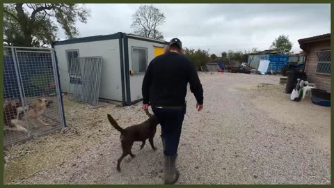 ABANDONED LABRADOR NIGHTMARE ON LEAD