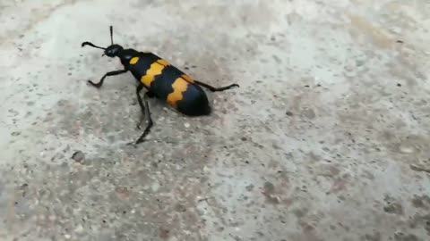 Is a beetle? Or the ants？