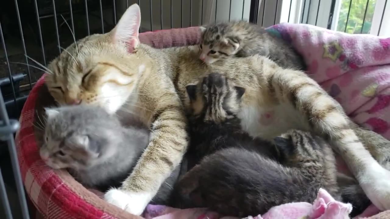 Mom cat Honey and her sweet kittens