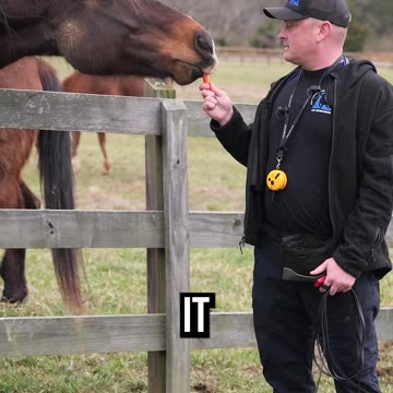 Who Deserves the Carrot More?