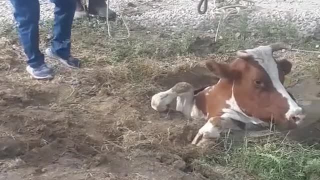 The spectacular rescue of the cow that fell into the hole