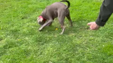 Jossie and the fumble