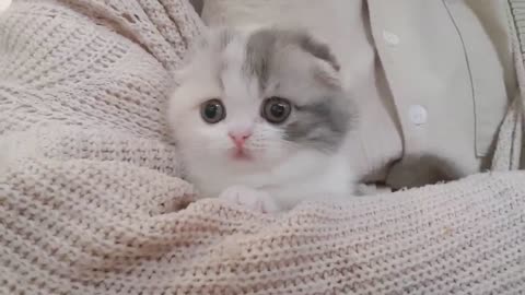 cute kitten videos short leg cat