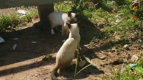 Gatos siamês