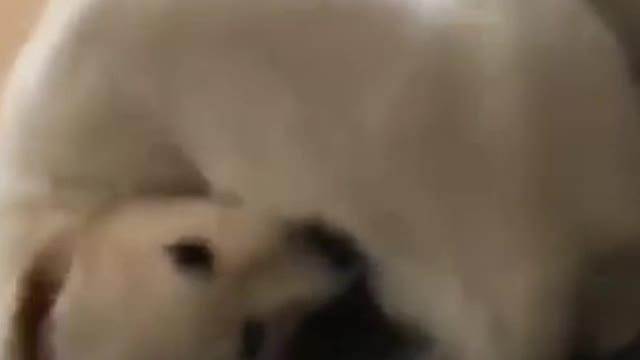 Cute baby animal funny videos 😊 So nice
