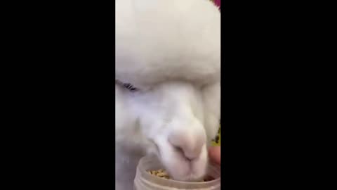 cute lama coming to eat