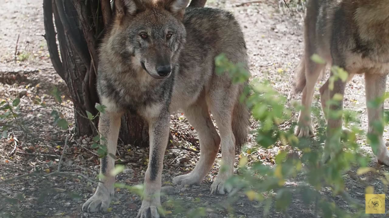 Wolves Unveiled_The Secret Lives of Canada's Forest Guardians