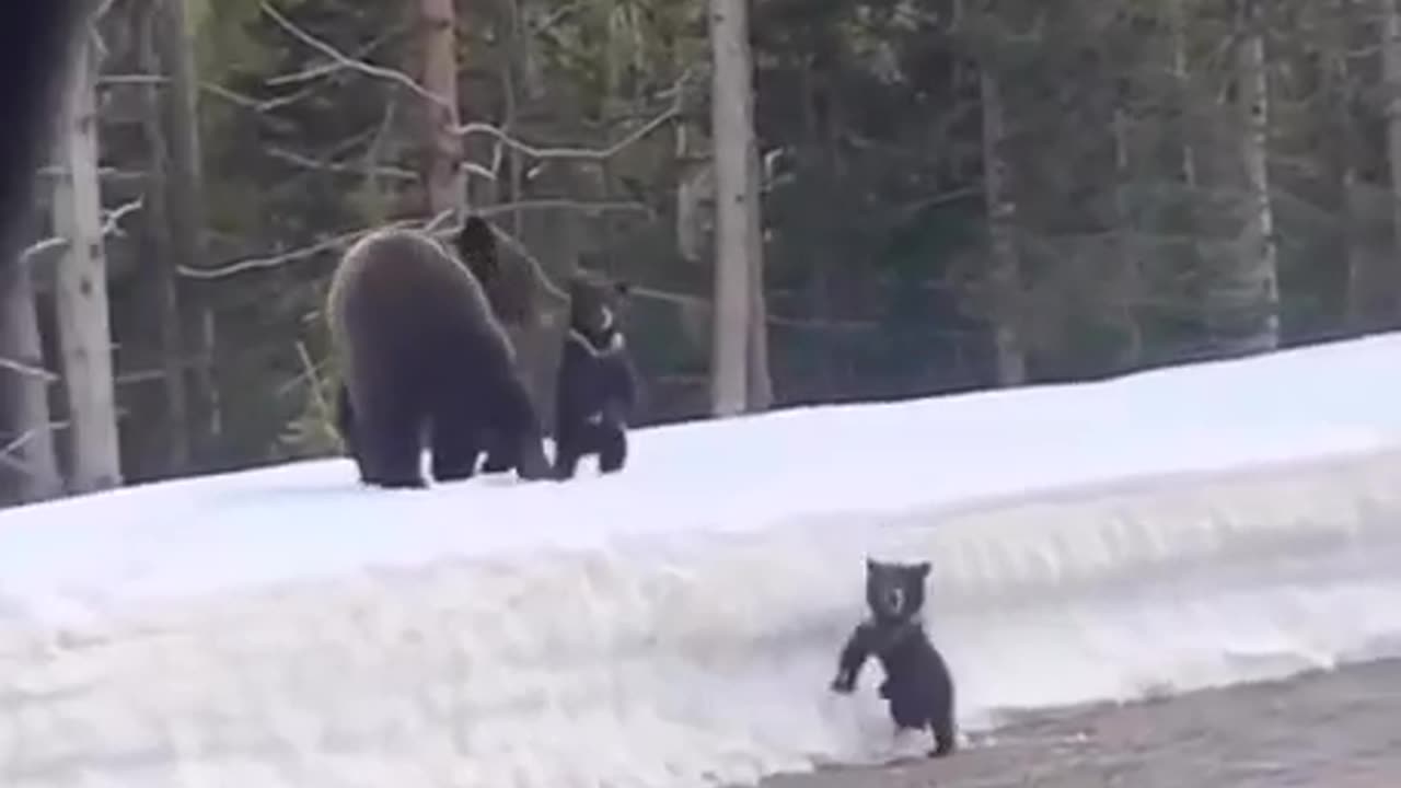 Mama bear protects