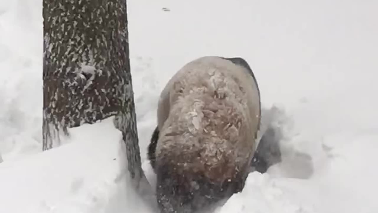 Tian Tian in the Snow Jan