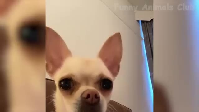 Funny Animal Videos 2022 - Funniest Cats And Dogs Videos #22