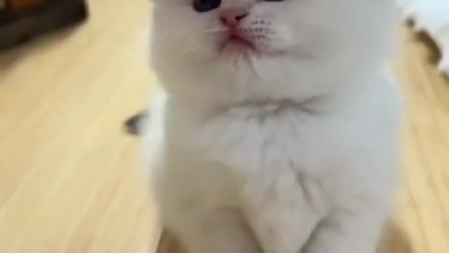 💓Aww cute adorable cat reaction🐈😻cute lovely kitten😍viral video short💖CUTE cat shorts