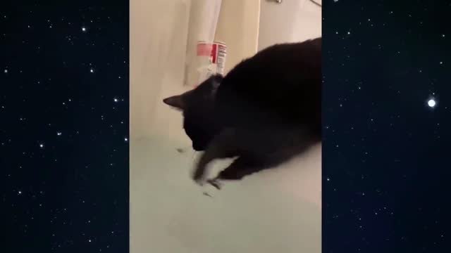 The cat checks the water