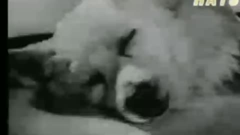Transhumanist Experiments Going on Since the 40s