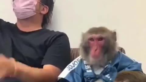 Be a Support To Someone, Like This Monkey #shorts #viral #shortsvideo #video