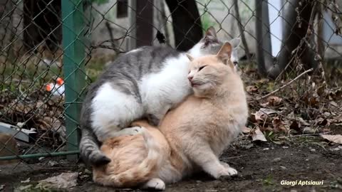 cat mating hard