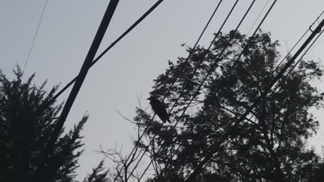 A big crow that came out to see the autumn leaves