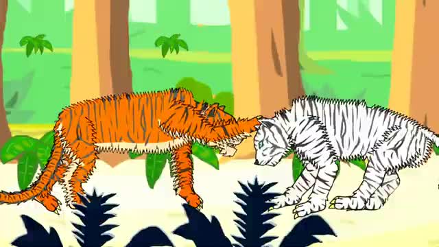 WHITE TIGER VS BENGAL TIGER - ANIMATION_Cut
