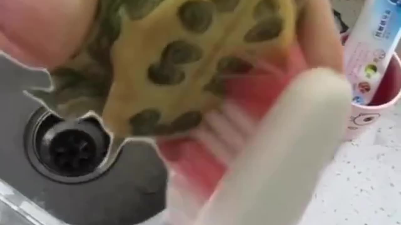 Crazy : Turtle enjoying the bath