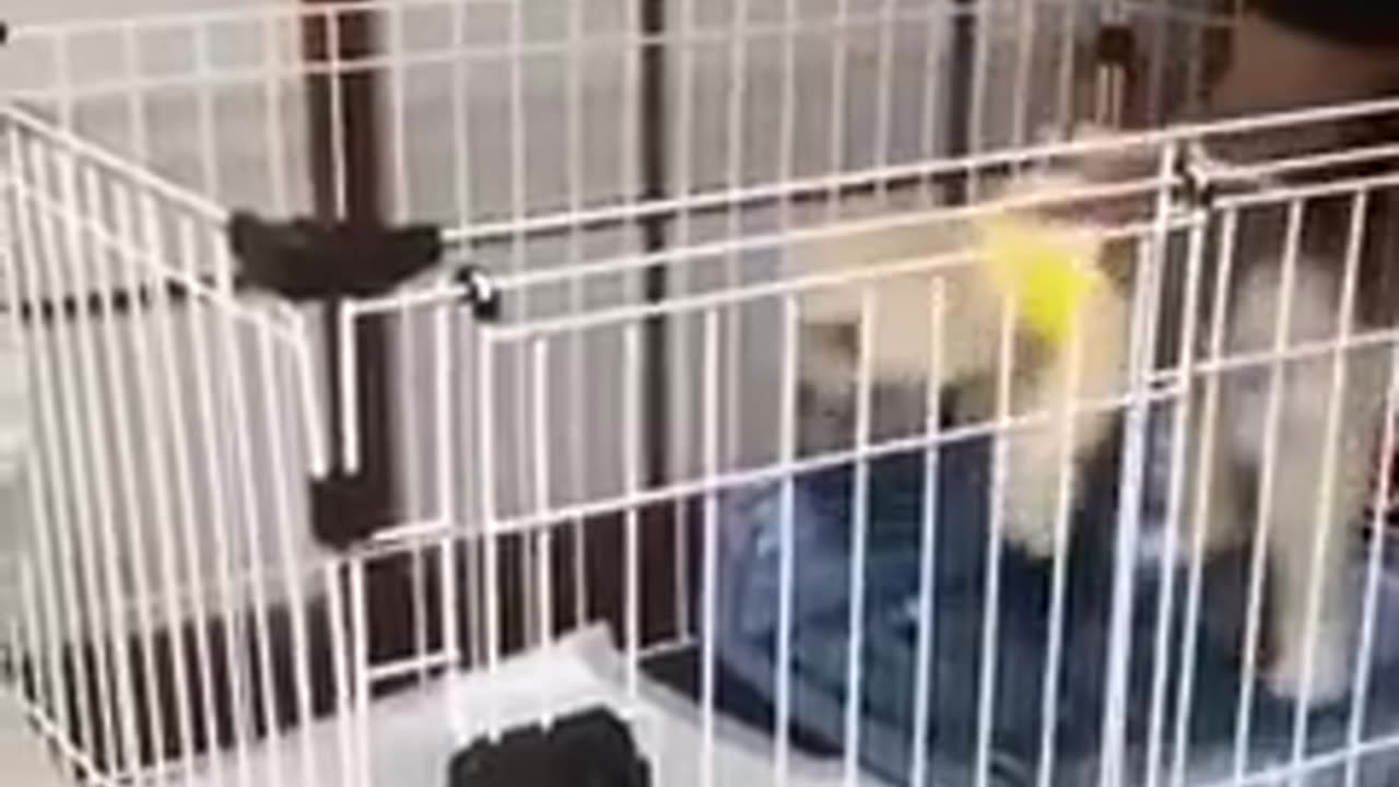 Funniest Videos 2022 😂 Funny Cats 🐱 and Dogs 🐶 Part 34