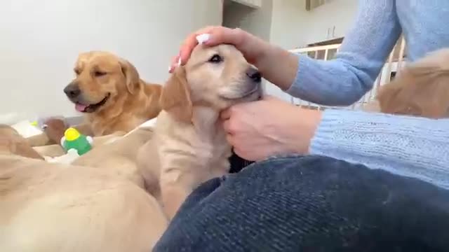 Golden Retriever Dad Meets His 11 Puppies