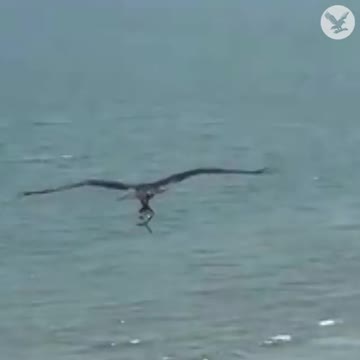 Huge bird of prey catches shark-like fish on beach