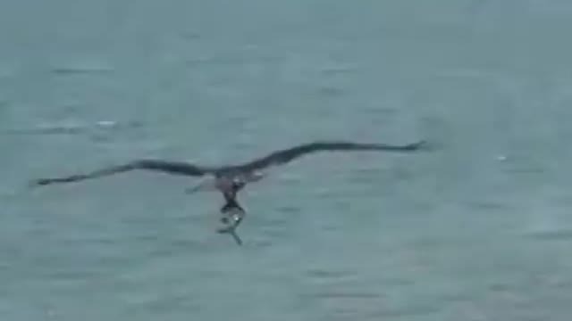 Huge bird of prey catches shark-like fish on beach