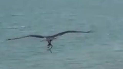 Huge bird of prey catches shark-like fish on beach