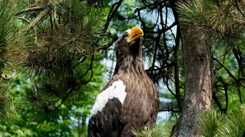 Wildlife Amazon Rainforest