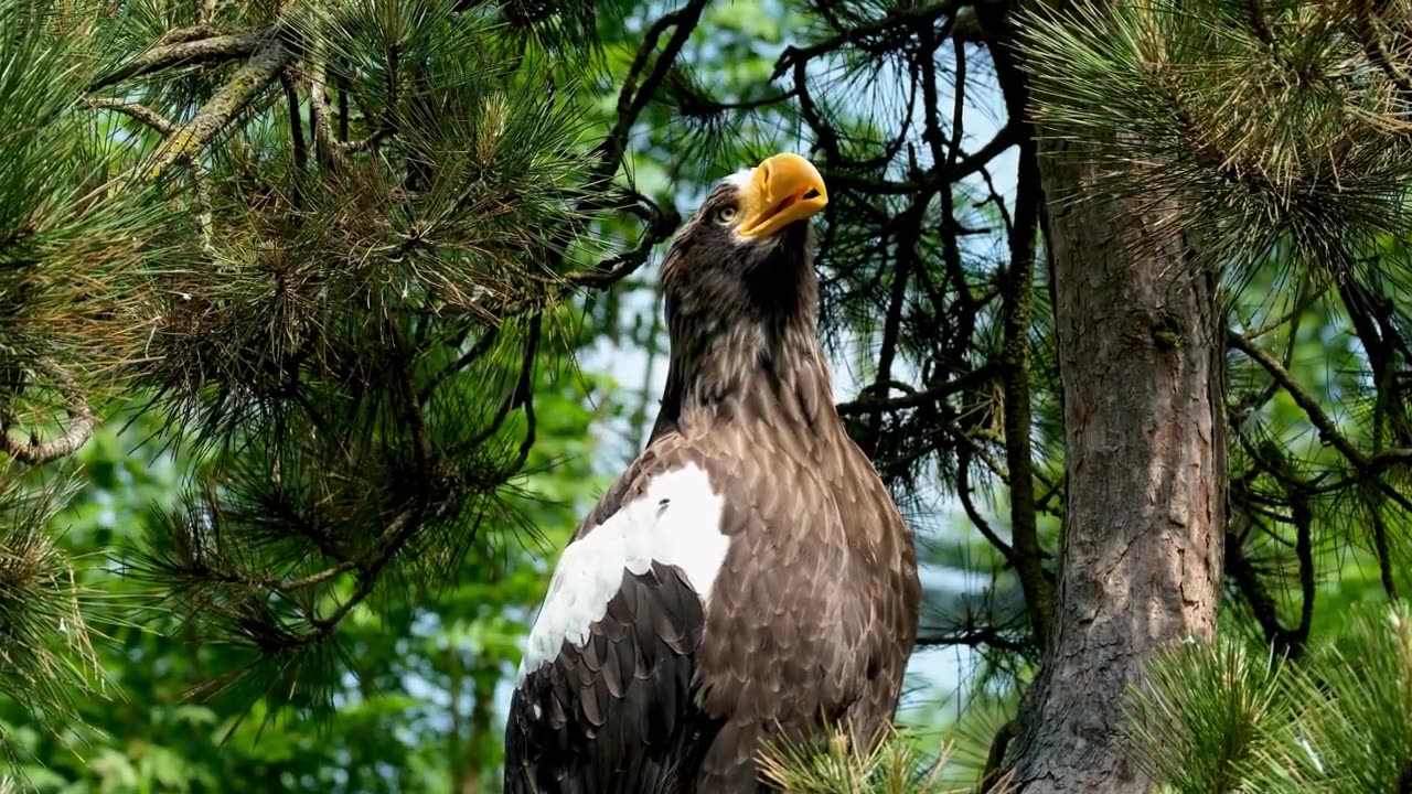 Wildlife Amazon Rainforest