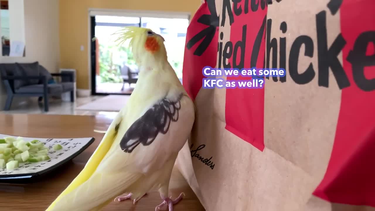 Cockatiels don't Allow me to Eat Fried Chicken from KFC