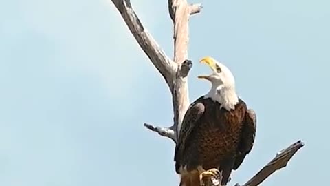 Eagle 🦅 vs small Bird