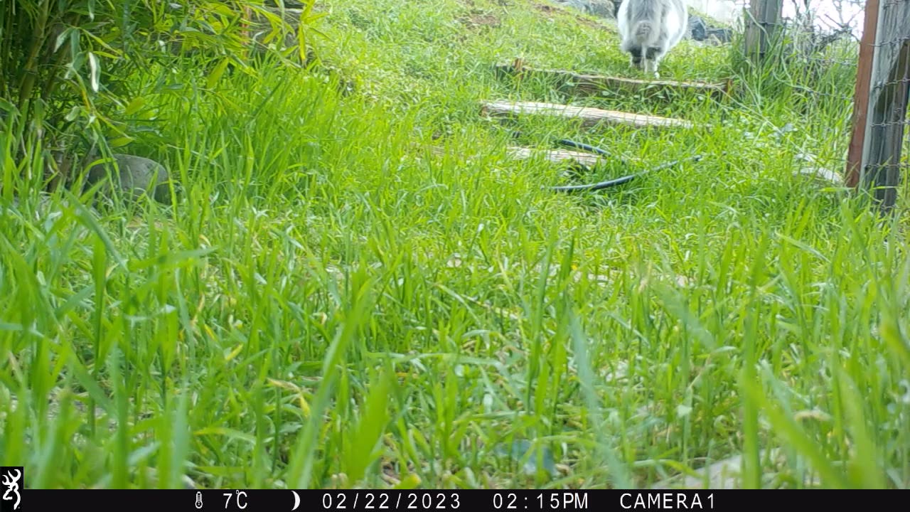 Various Visitors