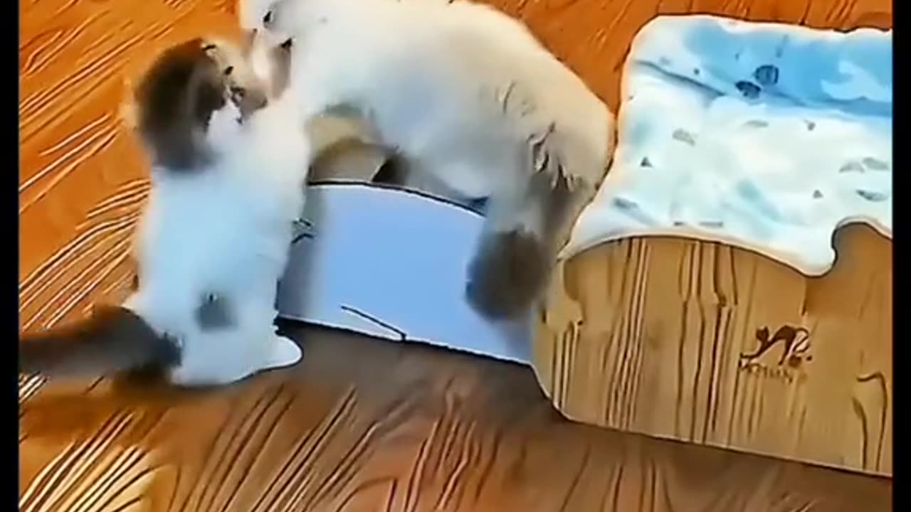 Cute Cat Beautiful video....😺