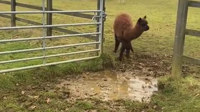 Adorable Alpaca avoiding water