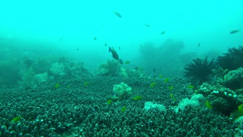 Watching coral reefs on the sea floor by divers first part