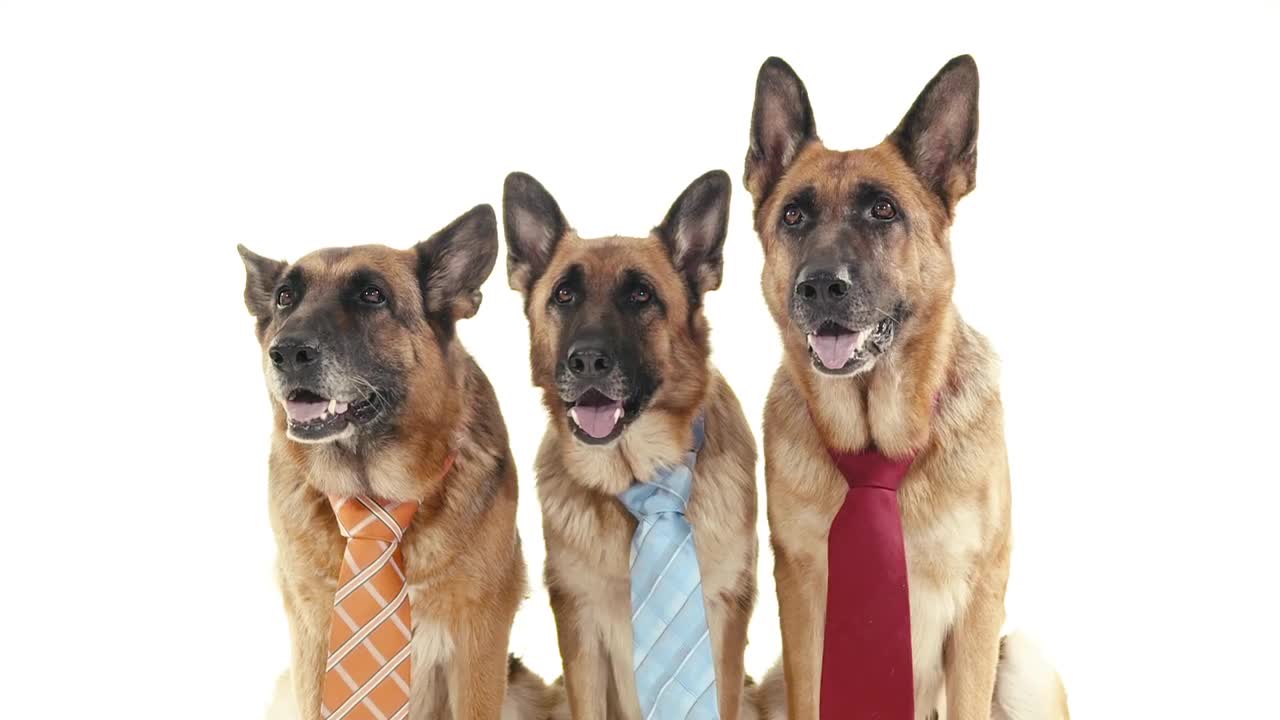 Three dogs with ties