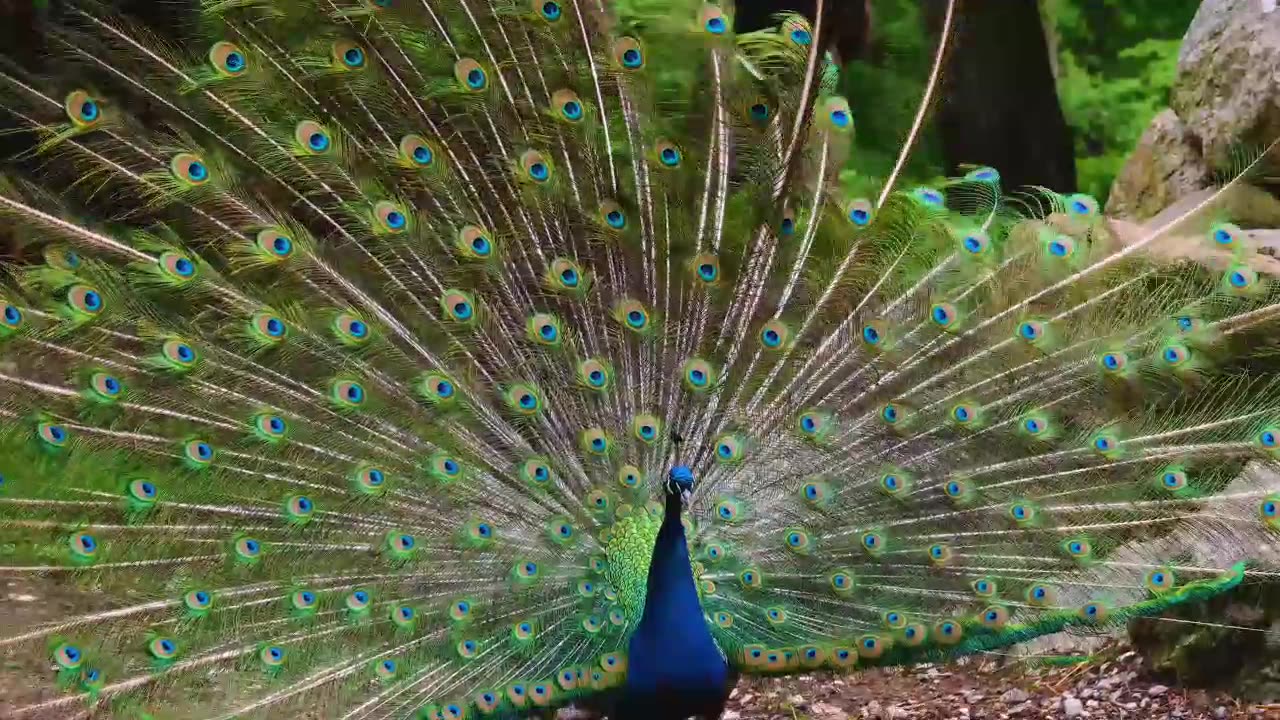 A Beautiful Peacock Feathers