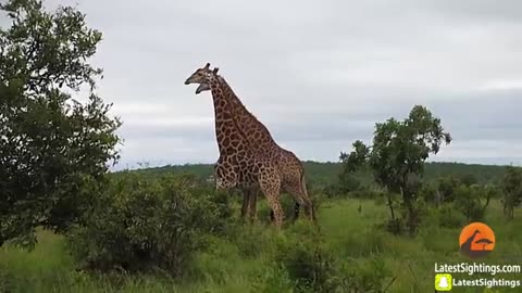 Giraffes Fighting