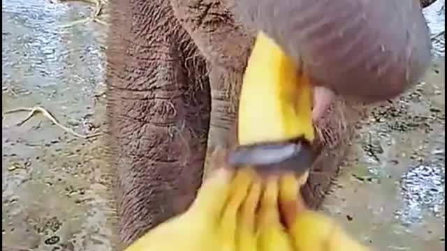 Oh, my God, the elephant just stomped on the banana