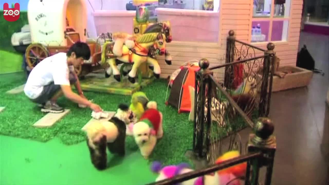 Technicolored Poodles
