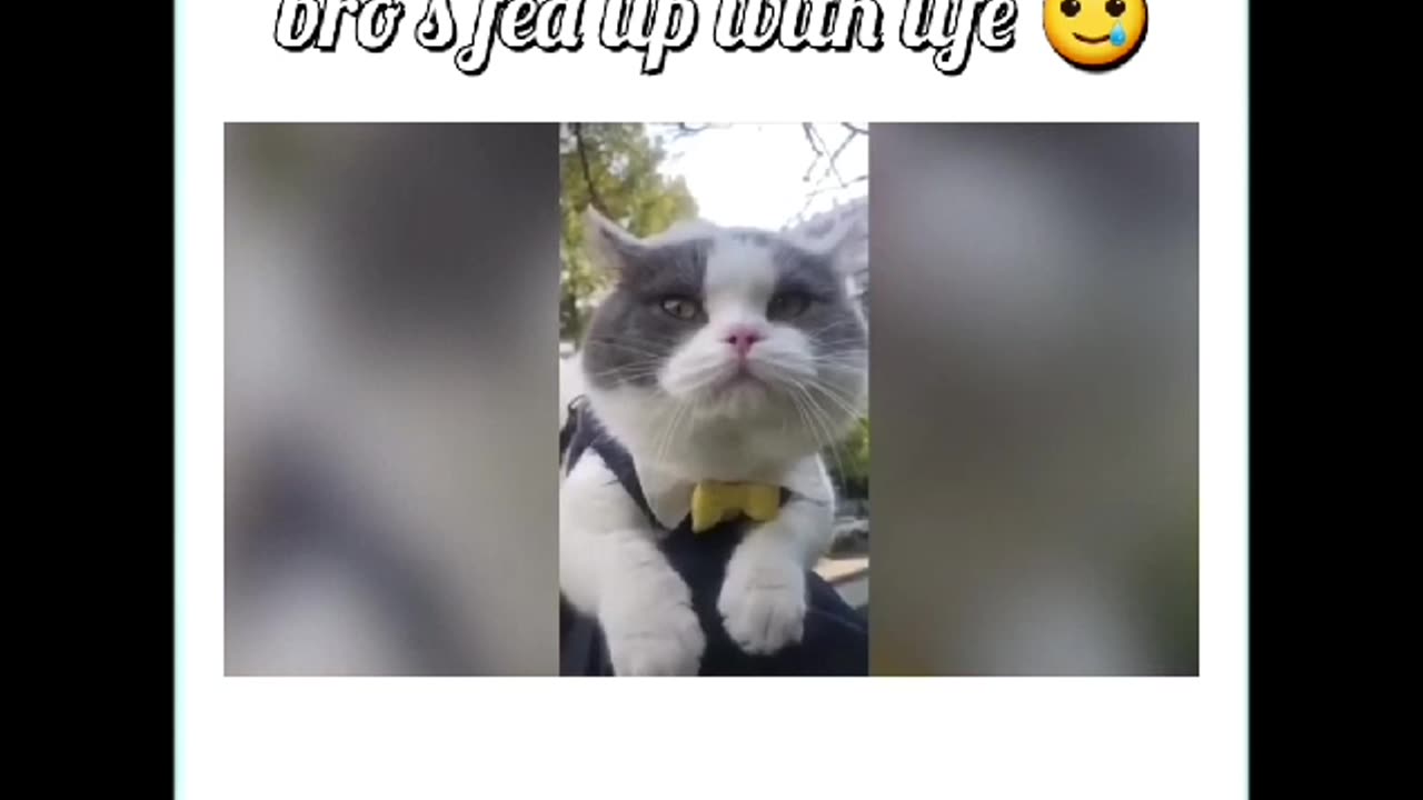 Funny Cats Compilation - Adorable Cats' Hilarious Moments Caught on Camera!