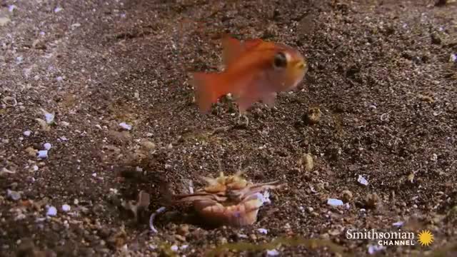 This Terrifying Worm Snatches Fish from the Ocean Floor_Cut