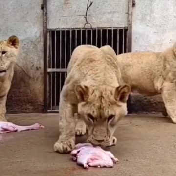 #Dinner time #animals #Lion.