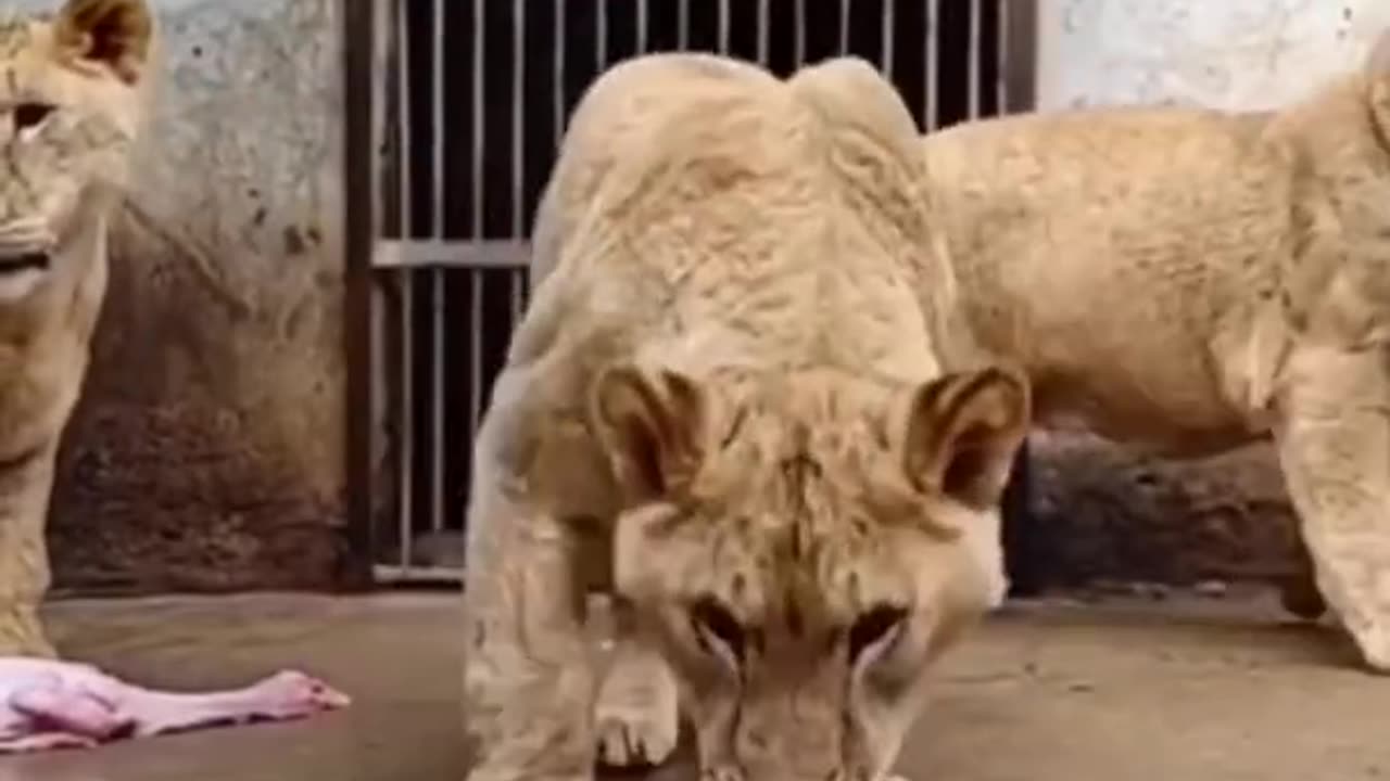 #Dinner time #animals #Lion.