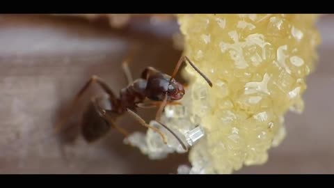 ant eating sugar and honey