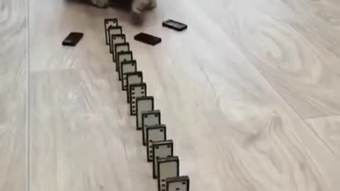 NEW TREND - Funny Video - CAT VS DOMINOS :)