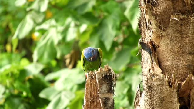 Beautiful Colorful Birds of the Rainforest l Ultimate Parrot Collection in 4k ULTRA HD