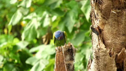 Beautiful Colorful Birds of the Rainforest l Ultimate Parrot Collection in 4k ULTRA HD