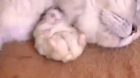 Funny Cat 🐱 and Hamster friendship